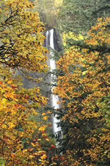 Images Dated 1st November 2009: Latourell Falls in Autumn, Columbia Gorge, Oregon, USA