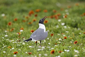 Laughing Gull (Larus atricilla) breeding activity Laughing Gull (Larus atricilla) breeding activity