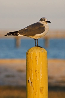 Laughing Gull (Larus atricilla) resting on piling, Fulton, Texas Laughing Gull (Larus atricilla) resting on piling, Fulton, Texas
