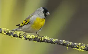 Lawrence's goldfinch