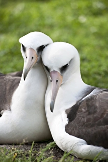 Laysan Albatross (Phoebastria immutabilis) courting This species is listed as Vulnerable Laysan Albatross (Phoebastria immutabilis) courting This species is listed as Vulnerable