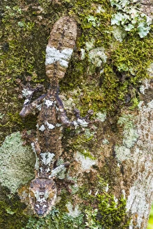 Leaf-tailed Gecko, Toamasina Province, Madagascar