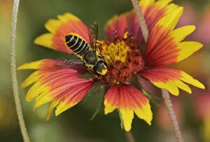 Gaillardia Gallery: Leafcutter bee, solitary bees (Megachile sp.), adult feeding on Indian Blanket, Fire Wheel