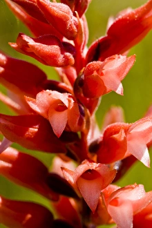Leafless beaked orchid, Sacoila lanceolata, a leafless ladies tresses found in Florida Leafless beaked orchid, Sacoila lanceolata, a leafless ladies tresses found in Florida
