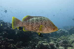 Leather Bass (Dermatolepis dermatolepis) Central Isles GALAPAGOS ISLANDS Leather Bass (Dermatolepis dermatolepis) Central Isles GALAPAGOS ISLANDS