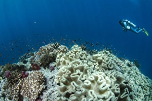 Leather Coral (Alcyonacea), Fiji. South Pacific Coral reef diversity Leather Coral (Alcyonacea), Fiji. South Pacific Coral reef diversity