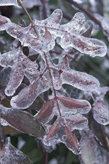 Images Dated 13th May 2004: Leaves encased in ice