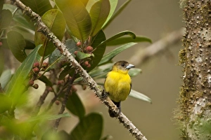 Lemon-rumped Tanager (Ramphocelus icteronotus) female, Mindo, Cloud Forest Lemon-rumped Tanager (Ramphocelus icteronotus) female, Mindo, Cloud Forest