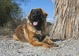 Images Dated 6th January 2014: Leonberger puppy lying next to native palm tree (PR)