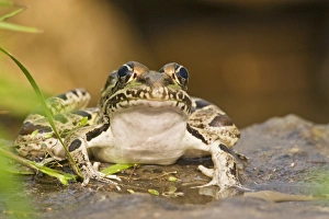Leopard Frog (Rana pipiens) sunning by pond, central Texas, USA Leopard Frog (Rana pipiens) sunning by pond, central Texas, USA