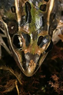 Leopard frog Rana sphenocephala Controlled conditions Central Florida Leopard frog Rana sphenocephala Controlled conditions Central Florida
