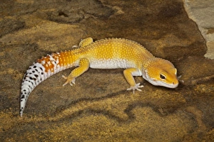 Leopard Gecko morph (Eublepharis macularius), Pakistan Leopard Gecko morph (Eublepharis macularius), Pakistan