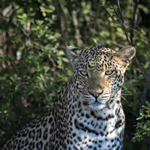 Chitabe Camp Gallery: leopard portrait, close up