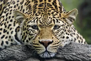Leopard resting facing forward, captive animal