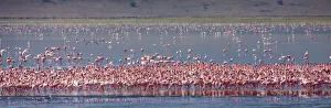 Lesser flamingos rest and feed in Lake Magadi inside Ngorongoro Crater, Tanzania Lesser flamingos rest and feed in Lake Magadi inside Ngorongoro Crater, Tanzania