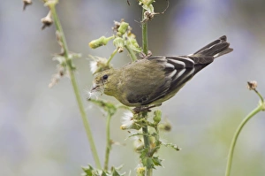 Lesser Goldfinch, Carduelis psaltria, female eating seeds of Spiny Sow-Thistle Lesser Goldfinch, Carduelis psaltria, female eating seeds of Spiny Sow-Thistle