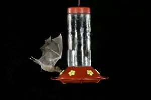 Phyllostomidae Gallery: Lesser Long-nosed Bat Collection
