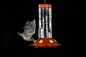 Phyllostomidae Gallery: 