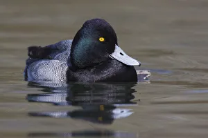 <b class=qtipBold><figcaption>Lesser Scaup Drake</figcaption></b><br><em>© Ken Archer / DanitaDelimont.com</em> Lesser Scaup Drake