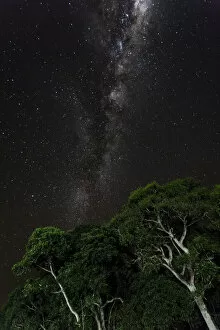 Light Painting Gallery: Light painted tree in the foreground with the Milky Way Galaxy in the background of this night