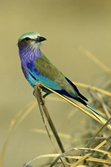 Lilac-Breasted Roller, (Coracias cordata), Mana Pools National Park, Zimbabwe, Africa Lilac-Breasted Roller, (Coracias cordata), Mana Pools National Park, Zimbabwe, Africa
