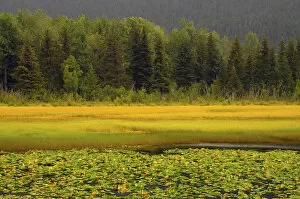 Images Dated 3rd September 2012: Lily Pods and Sedge Grass in Autumn; Chugach National Forest; Alaska; USA