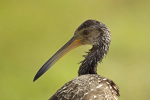 Images Dated 26th April 2011: Limpkin, Aramus guarana, Viera wetlands, Florida