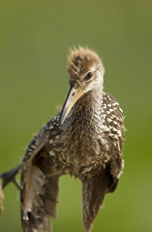 Images Dated 26th April 2011: Limpkin chick, Aramus guarana, Viera wetlands, Florida