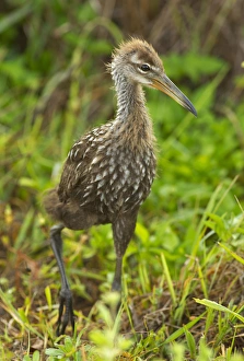 Images Dated 26th April 2011: Limpkin chick cruising, Aramus guarana, Viera wetlands, Florida