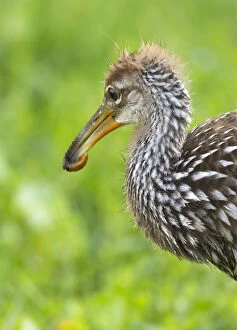 Images Dated 26th April 2011: Limpkin with first apple snail, Aramus guarana, Viera wetlands, Florida