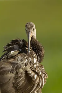 Images Dated 26th April 2011: Limpkin preening, Aramus guarana, Viera wetlands, Florida
