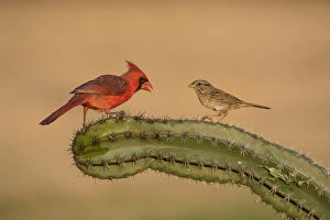 Northern Cardinal Gallery: Lincolns Sparrow (Melospiza lincolnii) with northern cardinal on cactus