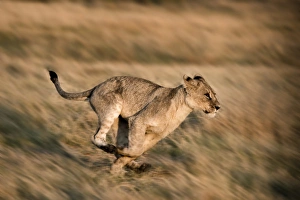 Images Dated 6th November 2012: lion running