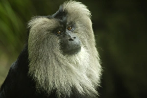 Lion-tailed Macaque Macaca silenus SW India, Endangered specie Lion-tailed Macaque Macaca silenus SW India, Endangered specie