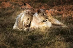 Chitabe Camp Gallery: Lioness with juvenile male nuzzling