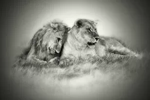 Chitabe Camp Gallery: Lioness and son nuzzling in monochrome sepia