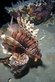 Lionfish (Turkeyfish), Pterois volitans, at Daedalus Reef (Abu el-Kizan), Red Sea, Egypt Lionfish (Turkeyfish), Pterois volitans, at Daedalus Reef (Abu el-Kizan), Red Sea, Egypt