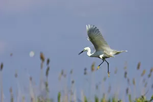 Images Dated 16th May 2006: Little Egret (Egretta garzetta) in the Danube Delta, landing..Europe, Eastern Europe
