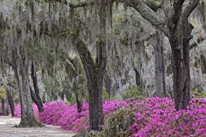 Live oak trees draped in Spanish moss and azaleas in full bloom in spring, Bonaventure Cemetery, Savannah, Georgia Live oak trees draped in Spanish moss and azaleas in full bloom in spring, Bonaventure Cemetery, Savannah, Georgia