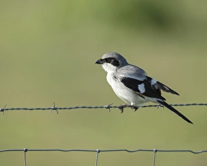 Loggerhead Shrike adult looking for food, Lanius ludovicianus, Celery fields, Sarasota Loggerhead Shrike adult looking for food, Lanius ludovicianus, Celery fields, Sarasota