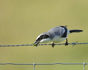 Loggerhead Shrike known as buther-birds, eating a grasshopper, Lanius ludovicianus Loggerhead Shrike known as buther-birds, eating a grasshopper, Lanius ludovicianus