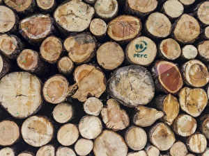 Logs harvested from sustainable forestry, in the Dolomites near the mountain range Rosengarten Logs harvested from sustainable forestry, in the Dolomites near the mountain range Rosengarten