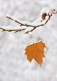 Sycamore Gallery: Lone leaf clings to a snow-covered sycamore tree branch