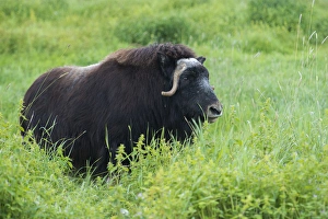 A lone muskox standing in thick, tall, green grass A lone muskox standing in thick, tall, green grass