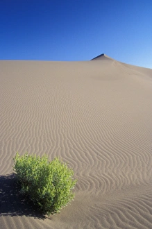 A lone sagebrush sits at the base of a dune at Bruneau Dunes State Park. Owyhee County A lone sagebrush sits at the base of a dune at Bruneau Dunes State Park. Owyhee County