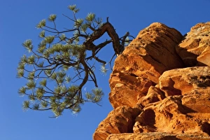 Lone tree justs out of sandstone formation in Zion National Park in Utah Lone tree justs out of sandstone formation in Zion National Park in Utah
