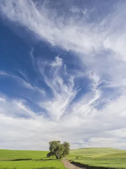 Lone tree on rural dirt road with wheat crops and spectacular clouds Lone tree on rural dirt road with wheat crops and spectacular clouds