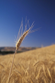 Lone Wheat sprig reaches above a wheat field in Walla Walla County, WA, USA Lone Wheat sprig reaches above a wheat field in Walla Walla County, WA, USA