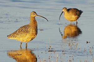 <b class=qtipBold><figcaption>Long-billed Curlew Pair</figcaption></b><br><em>© Ken Archer / DanitaDelimont.com</em> Long-billed Curlew Pair