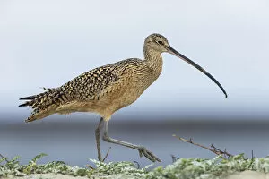Long-billed curlews at the beach